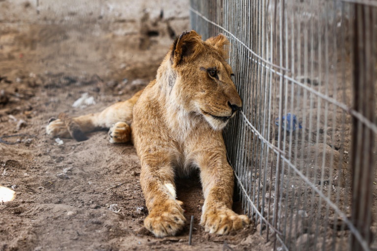  Gaza zookeeper fears for his animals after fleeing Rafah